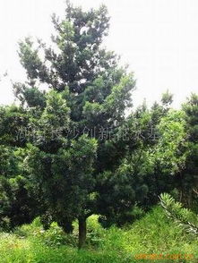 湖南苗木花木批发厂家价格 湖南苗木花木生产厂家