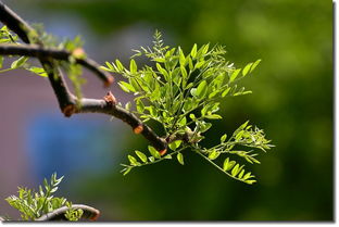 搜苗 苗木市场行情 2018这6大树种要火