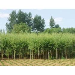 绿化苗木用途 吉林绿化苗木 君诚花卉苗木 查看