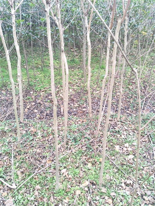 大量出售占地绿化苗木