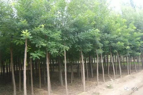 2017年国内部分地区苗木市场情况分析