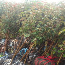 山东阳江大自然地板价格 山东阳江大自然地板公司 图片 视频