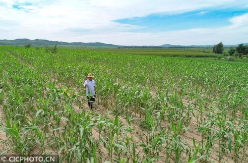 看图 内蒙古巴林左旗 小笤帚 扫 出大市场