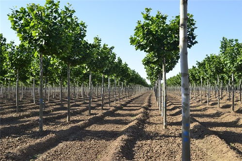 18公分速生法桐价格 速生法桐 鸿福苗木产品优良