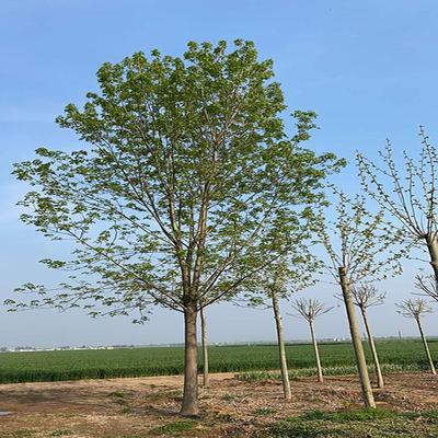 白蜡树苗 行道绿化苗木 批发白蜡树 白蜡