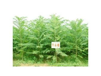 江苏千头椿苗木批发价格表查询_志趣网