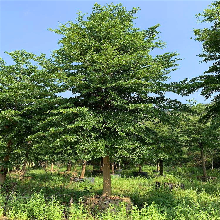江西小叶榄仁行道树细叶榄仁树苗自产自销绿化苗木