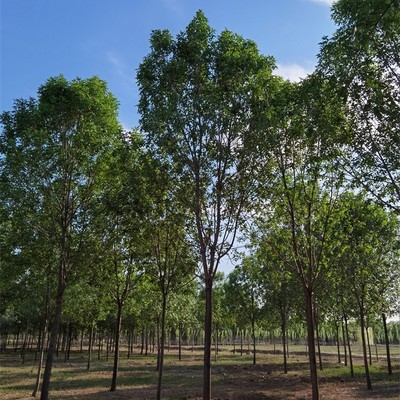 10公分白蜡苗木价格