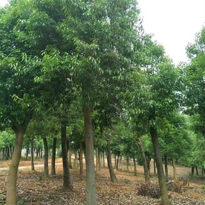 红果冬青苗木产地 截杆发冒红果冬青苗木供应