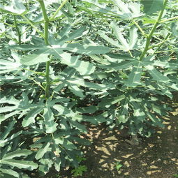 【哪里有核桃苗,核桃苗批发出售基地】- 