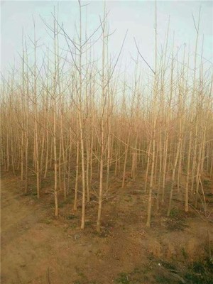 15公分银杏苗木产品图片|图片大全|图片库