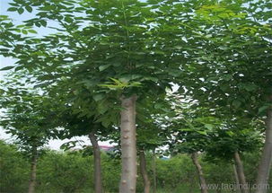 白蜡树苗,绿都园林 在线咨询 ,天津白蜡