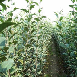 鸡心柿子苗今年价格 鸡心柿子苗哪里好