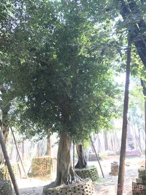 【小叶榕苗木直辖、品质保证、最新报价】绿化苗木,价格,厂家,供应商,花木,龙海市东泗兴辉园艺场 - 产品库