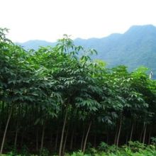  沭阳县状元绿化苗木场 主营 马褂木 七叶树 枫香