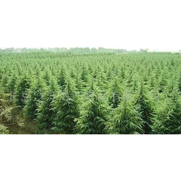 雪松,路雪松苗木,雪松风景树苗