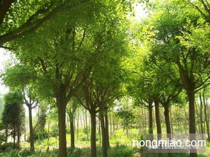 油松 樟子松 国槐 刺槐一级苗木低价供应