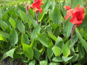 美人蕉 莆田绿化苗木 福州绿化苗木