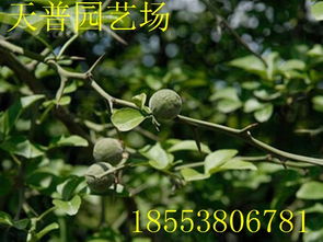 山东枸橘果种植基地 批发价格价格 厂家 图片