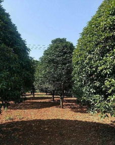 恭喜武汉美景汇苗木专业合作社入驻苗木通平台 致力精品苗木发展