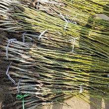 核桃价格 核桃公司 图片 视频