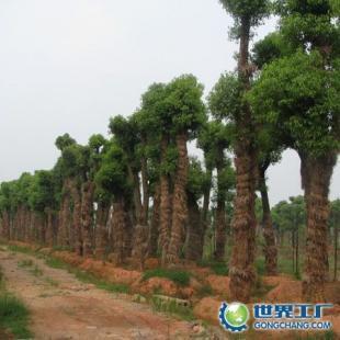 供应苗木供应商;湖南香樟,中国香樟网,求购香樟,香樟价格_农副产品_世界工厂网中国产品信息库