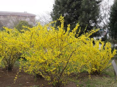 保定天润苗木(个体经营)