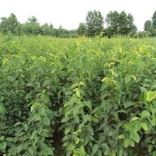 泰安高新区永盛苗木园艺场 供应产品