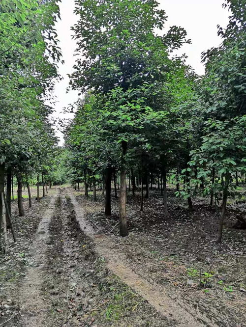 香樟大量批发 香樟工程苗价格