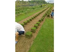 产品展示 郴州市苏仙区宏达草皮苗木基地