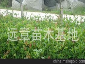 桂花树苗供应商,价格,桂花树苗批发市场 