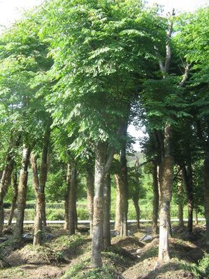 北京栾树价格_北京栾树产地_北京栾树绿化苗木苗圃基地