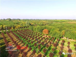 一场全国盛会相约定州