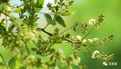 未来几年,种植什么苗木比较赚钱