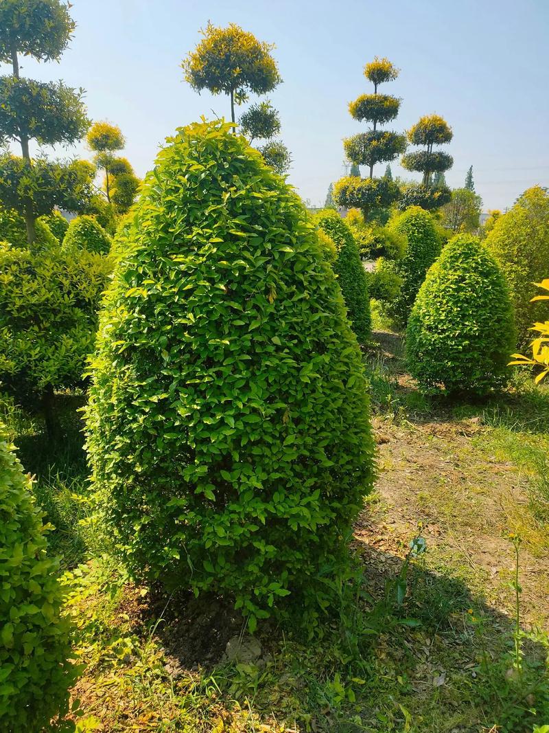 金冠女贞球,塔,柱型低价出售#现场实拍 #苗木种植基地 #欢