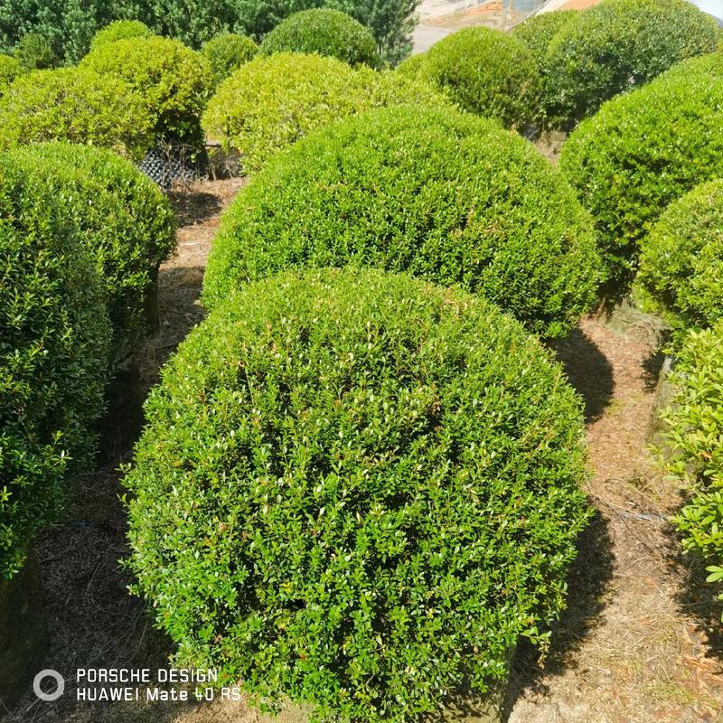 小叶赤楠专场(p50-180)#庭院景观 #苗木采购 #容器