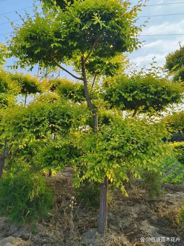 河北移栽造型金叶榆苗木,打造特色景观,获取专业报价