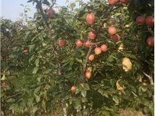 深州市华仁苗木 必途推荐 产品展示