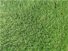 郴州市苏仙区湘绿草皮苗木基地产品展示