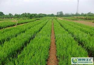 环保绿化苗木侧柏价格_环保绿化苗木侧柏厂家_世界工厂网产品信息库