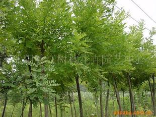 苗木基地直供工程绿化苗垂槐 国槐,金丝柳等花卉苗木