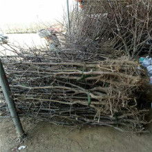 鲜枣供应商价格 鲜枣供应商公司 图片 视频