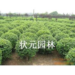 小叶女贞批发 小叶女贞供应 小叶女贞厂家 