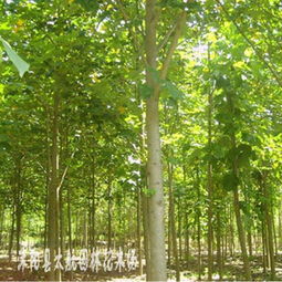 供应黑松 马褂木 栾树 乌桕 紫荆等绿化苗木 花木指导价 供应黑松 马褂木 栾树 乌桕 紫荆等绿化苗木