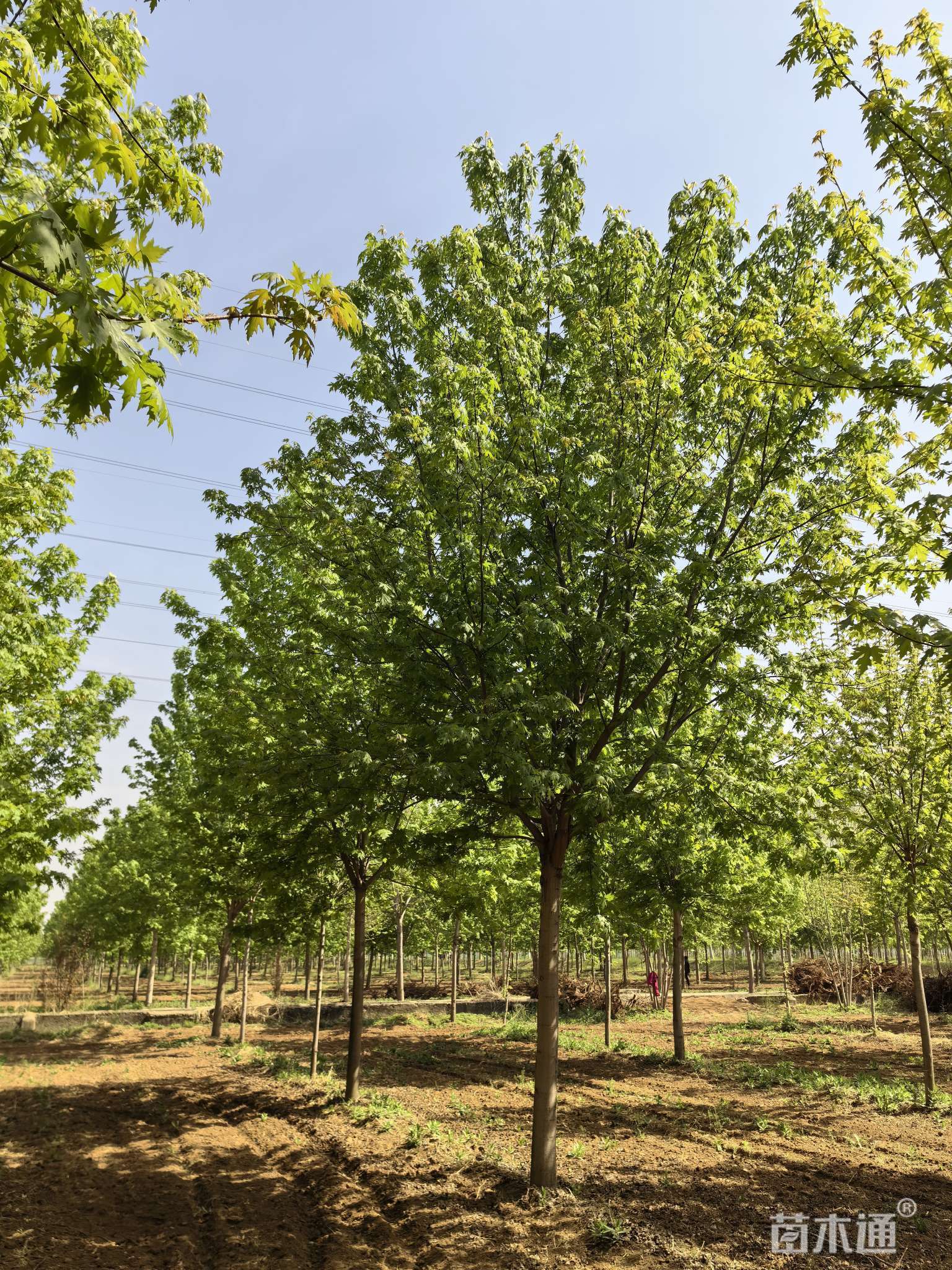 [银白槭15公分银白槭 500.00元/株 若干