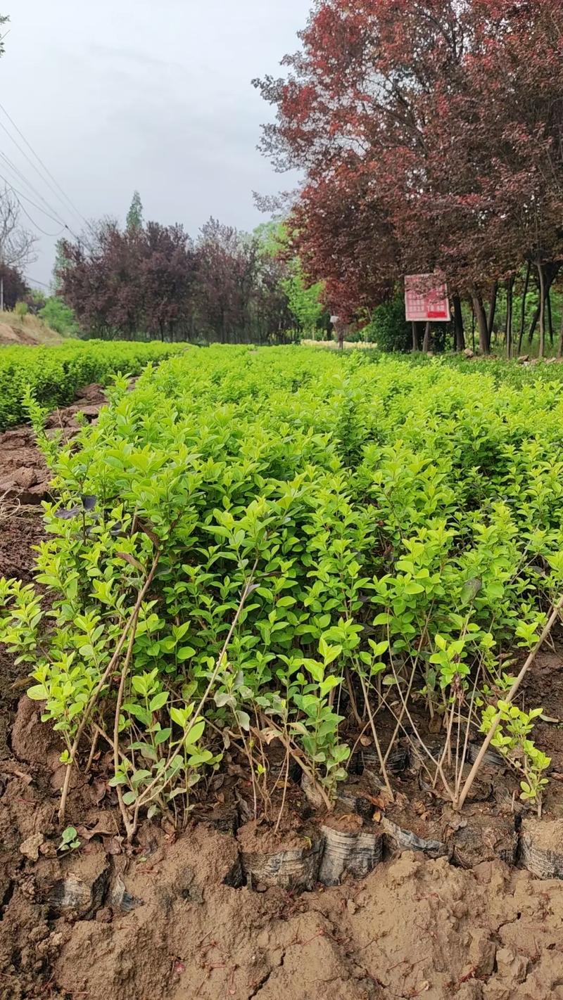 苗木种植基地 #记录我的种植生活 营养钵金叶女贞15万棵,
