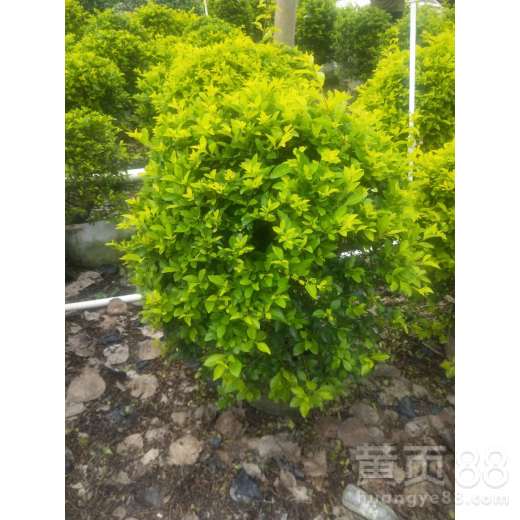 【东莞绿化苗木配送报价】- 