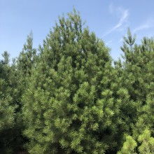 2020绿化苗木价格 报价 绿化苗木批发 第2页 园林网