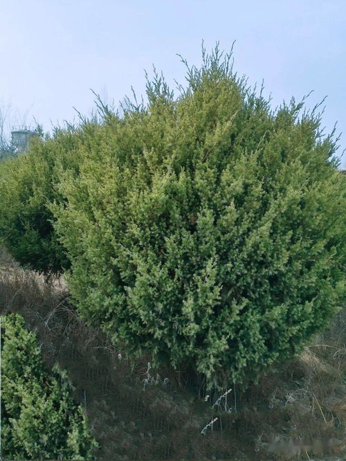 青山绿水践行者,生态安全的保障者