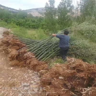 主营产品:花卉租摆、工厂绿化工程、各种绿化苗木、花卉基地直销